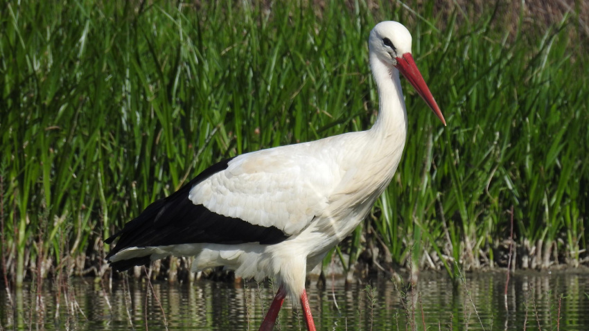 Cigüeña en plena naturaleza