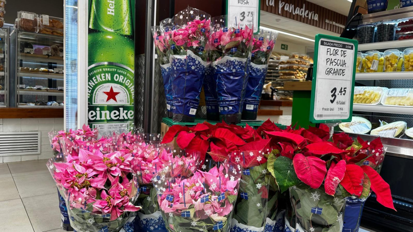 Flores de pascua supermercados MAS