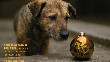 Cartel de la campaña del Ayuntamiento de Palma para promover la adopción de animales por NavidadESPAÑA EUROPA ISLAS BALEARES POLÍTICAAYUNTAMIENTO DE PALMA
