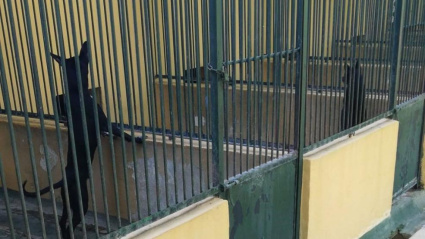 Perros en el centro municipal de Son Reus