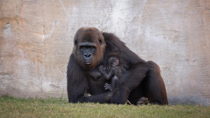 Histórico nacimiento de un gorila de llanura en Bioparc Fuengirola ante la mirada de los visitantes