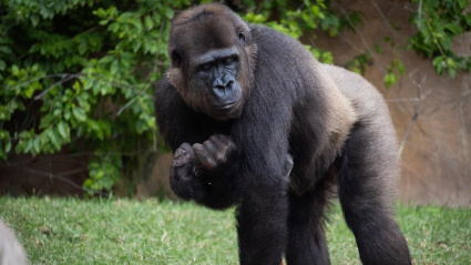 Histórico nacimiento de un gorila de llanura en Bioparc Fuengirola ante la mirada de los visitantes