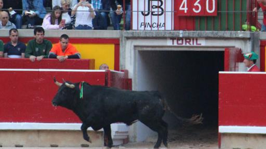 Un novillo de Ganadería de Pincha en la plaza de toros de Pamplona