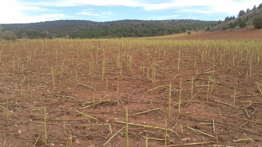 Daños ocasionados por la caza en un cultivo de girasol