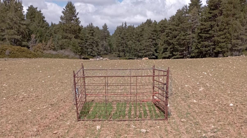 Los pastores eléctricos resultan ineficaces para controlar a fauna silvestre