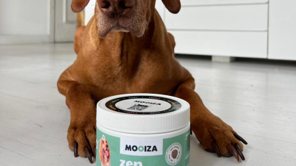Un producto de Mooiza con un perro salchicha