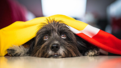 Un experto revela cómo salvar a tu perro del infierno de los petardos en Navidad