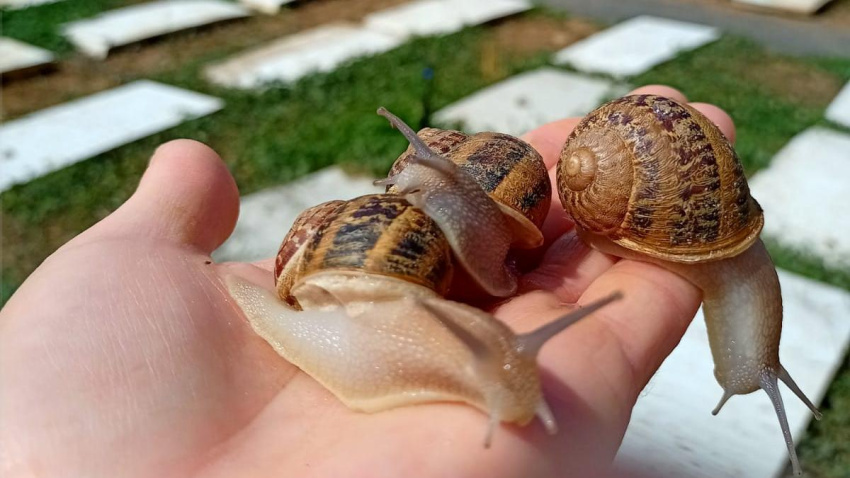 Producción de caracoles en La Rioja
