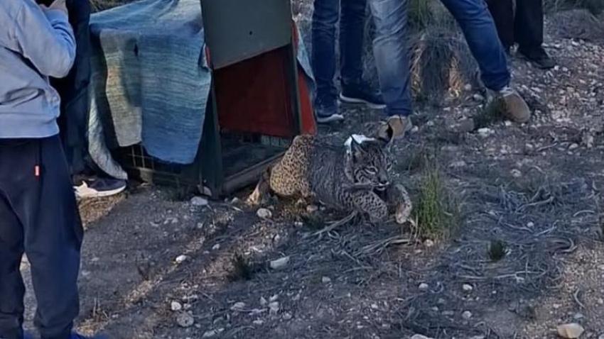 Momento de la suelta de Wailer