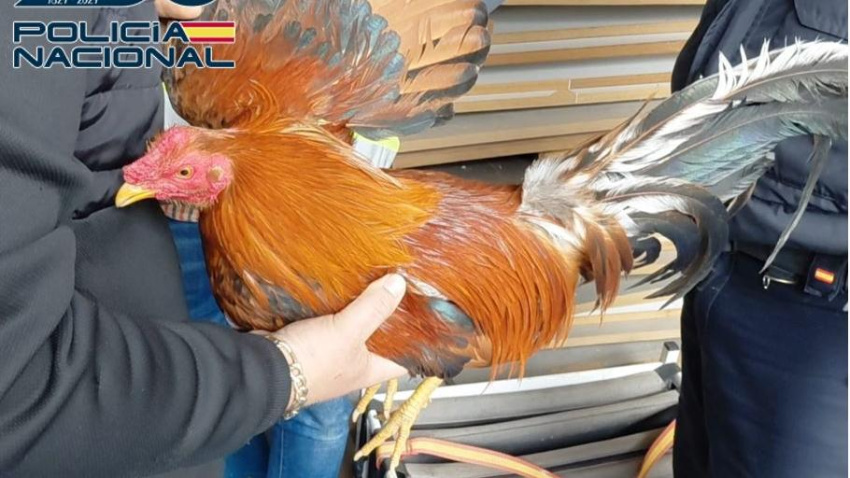 La Policía desmantela un gran reñidero de gallos en la costa granadina y destapa una red de apuestas ilegales