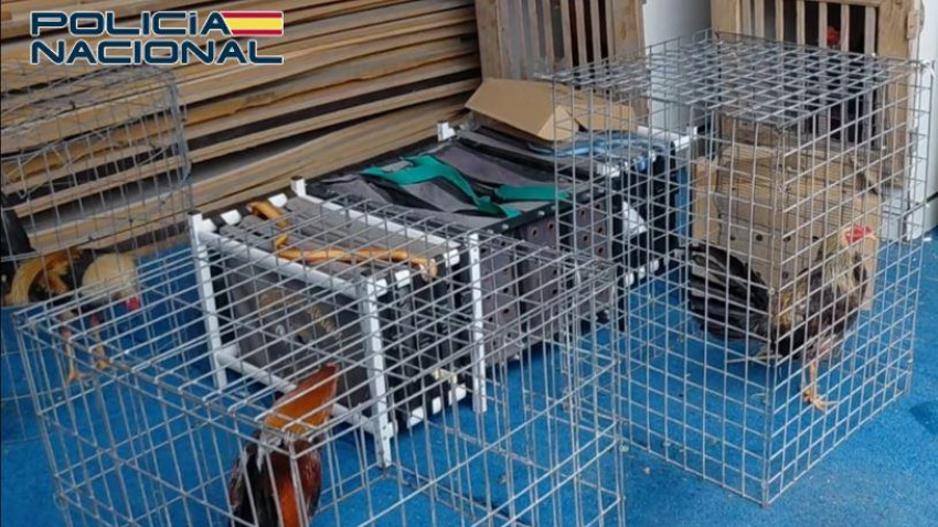 La Policía desmantela un gran reñidero de gallos en la costa granadina y destapa una red de apuestas ilegales