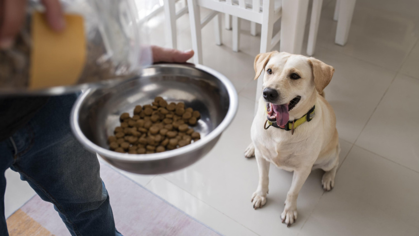 El error que cometes con tu perro y que dispara su impulsividad: un adiestrador desvela las claves