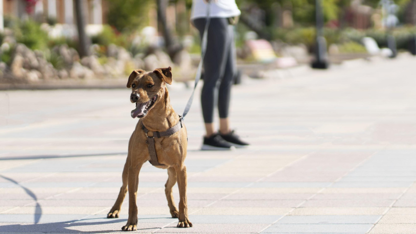 El error que cometes con tu perro y que dispara su impulsividad: un adiestrador desvela las claves