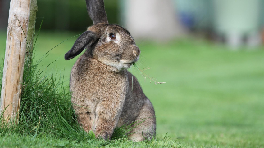 “En octubre y noviembre parecía que no había tantos, pero llega diciembre y empiezas a ver conejos y más conejos”