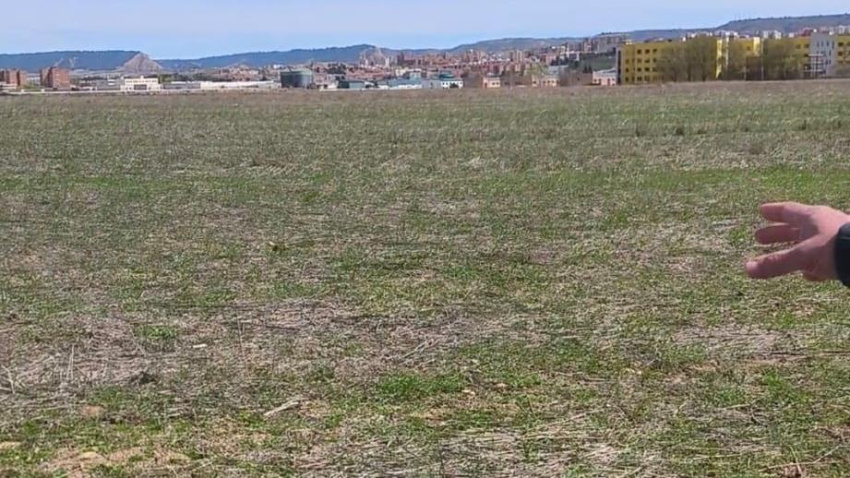 Cultivo de Juan José Laso gravemente afectado por los conejos