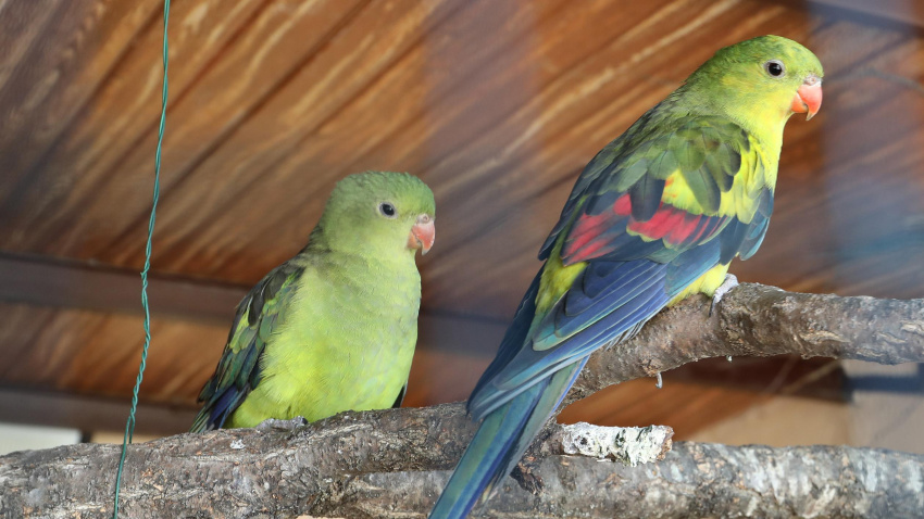 Zoo de Aves en Herrera de Pisuerga (Palencia)