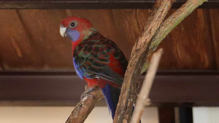 Zoo de Aves en Herrera de Pisuerga (Palencia)