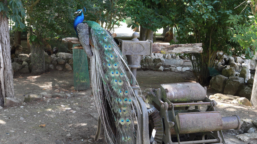 Zoo de Aves en Herrera de Pisuerga (Palencia)