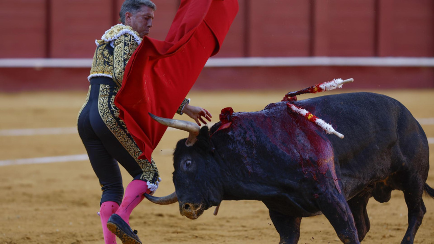 Momento de la cornada sufrida por Manuel Escribano este vidrnes en Málaga