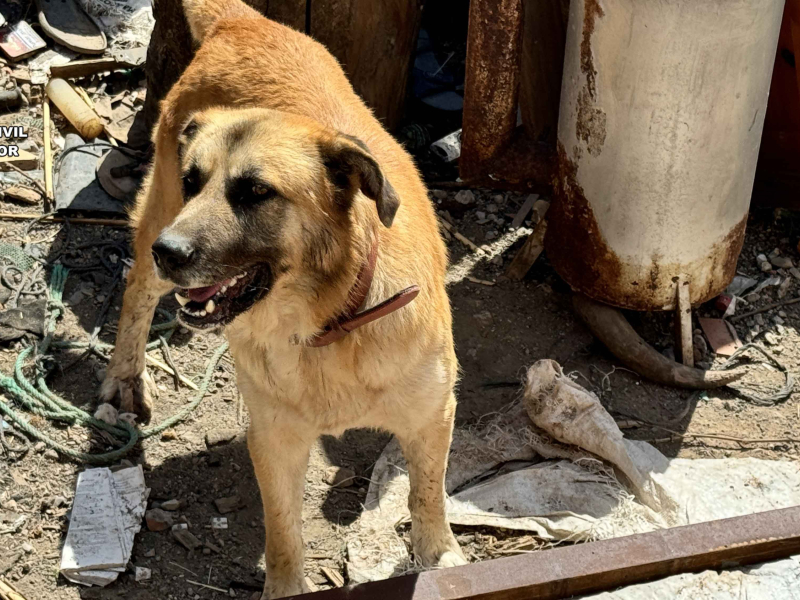 El perro de gran tamaño que atacó al peregrino en Azofra