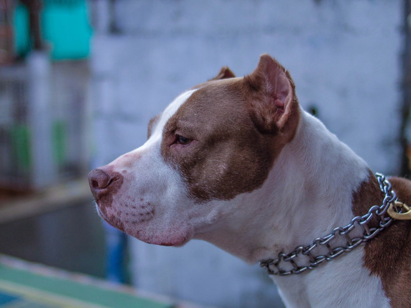 Perro de raza potencialmente peligrosa