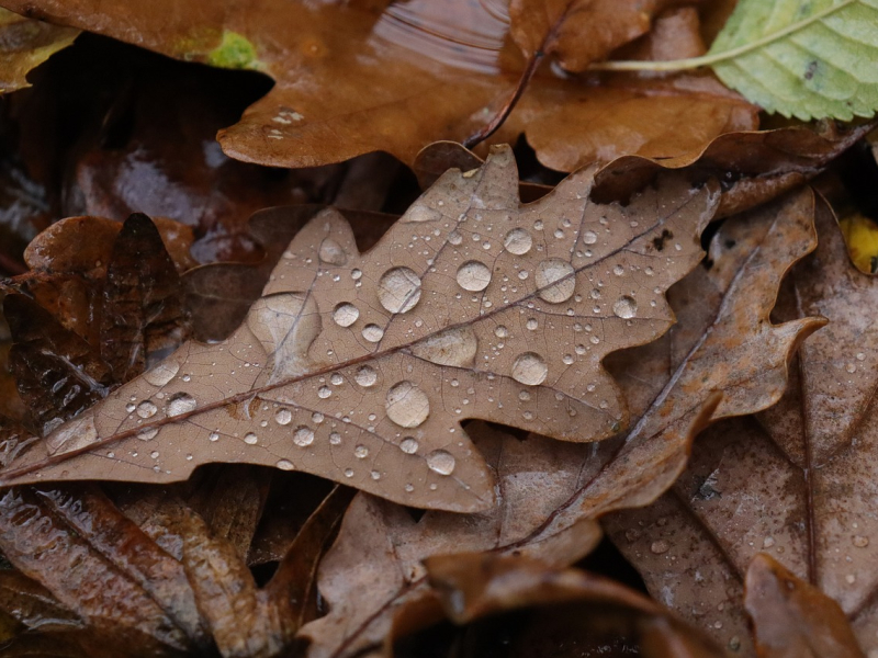 Gotas de lluvia sobre una hoja