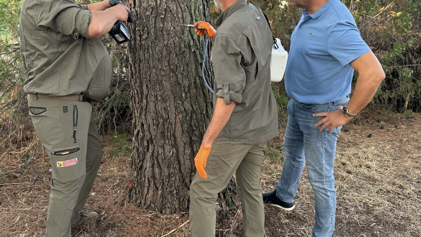 Trabajos para eliminar la Procesionaria