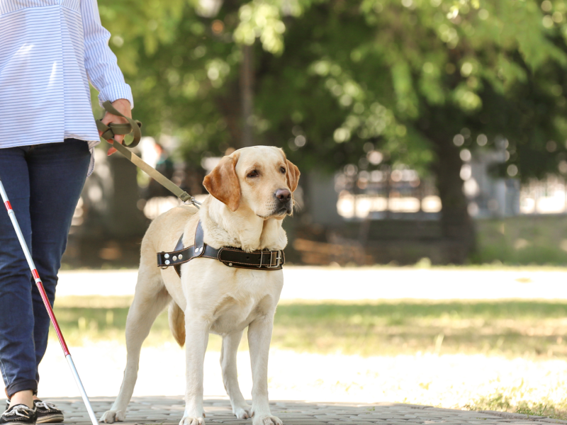 Una persona ciega paseando con su perro guía