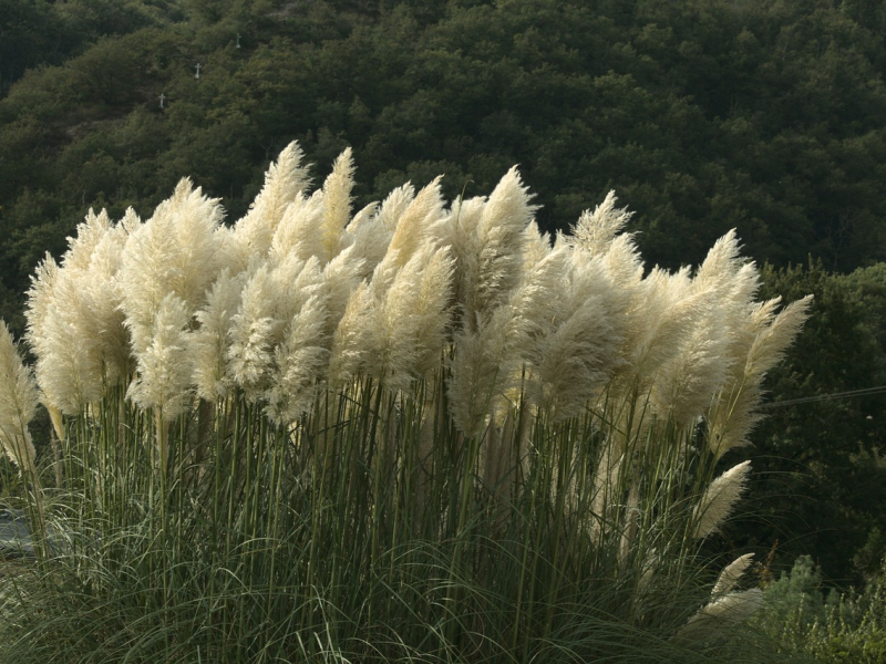 Flor de La Pampa