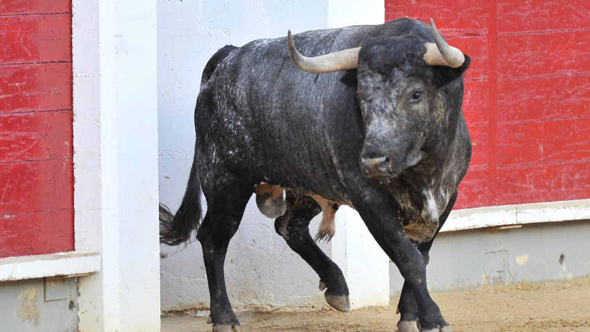 Plaza de Toros Albacete