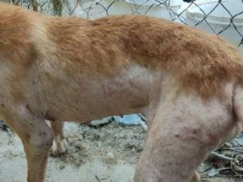 25 perros estaban en condiciones higiénico-sanitarias deficientes, desnutridos, sin microchip, sin vacunar y sin desparasitar