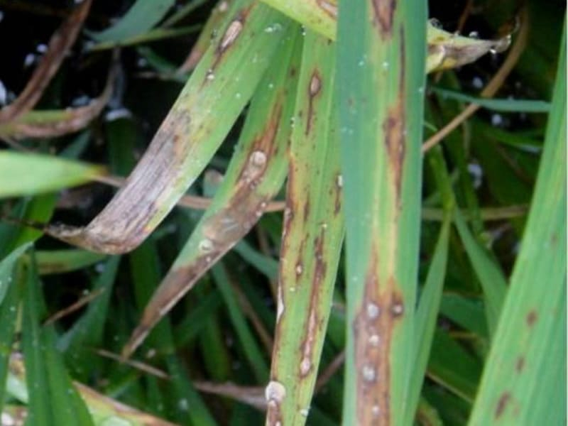 Pyricularia en plantas