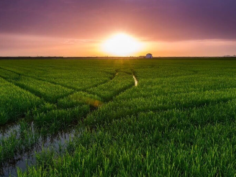 Arrozales de L'Albufera