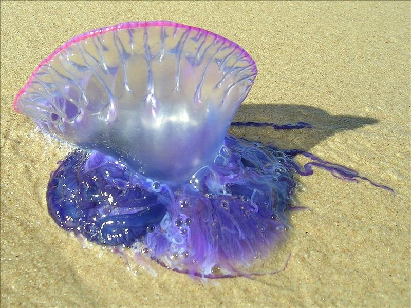 Imagen de una medusa en una playa del Mediterráneo.