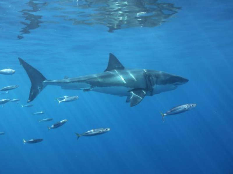 Los tiburones son habituales en el mar Caribe.