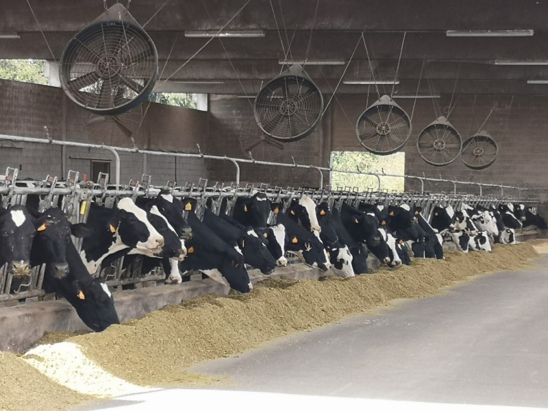 Vacas en una explotación de leche