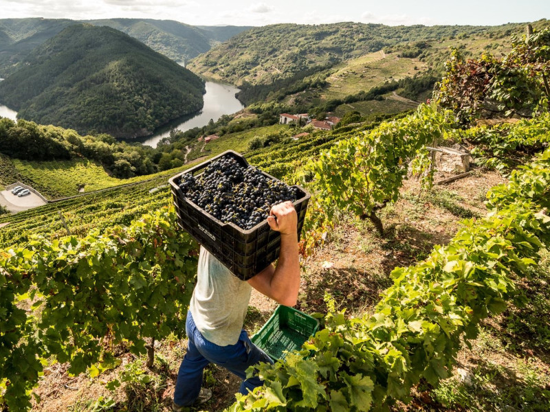 Trabajo y paisaje de la Ribeira Sacra