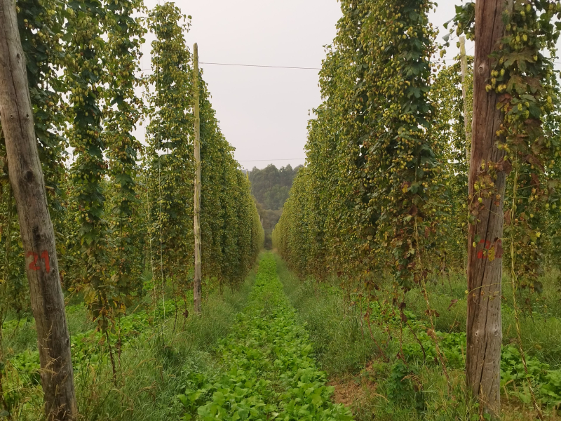 Campos de lúpulo en Finca Borreiros