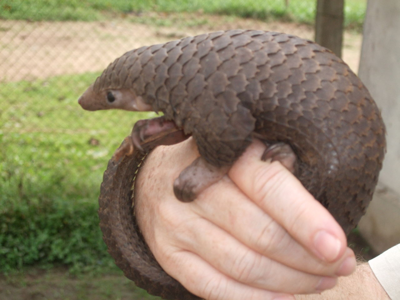 Cría de Pangolín Africano