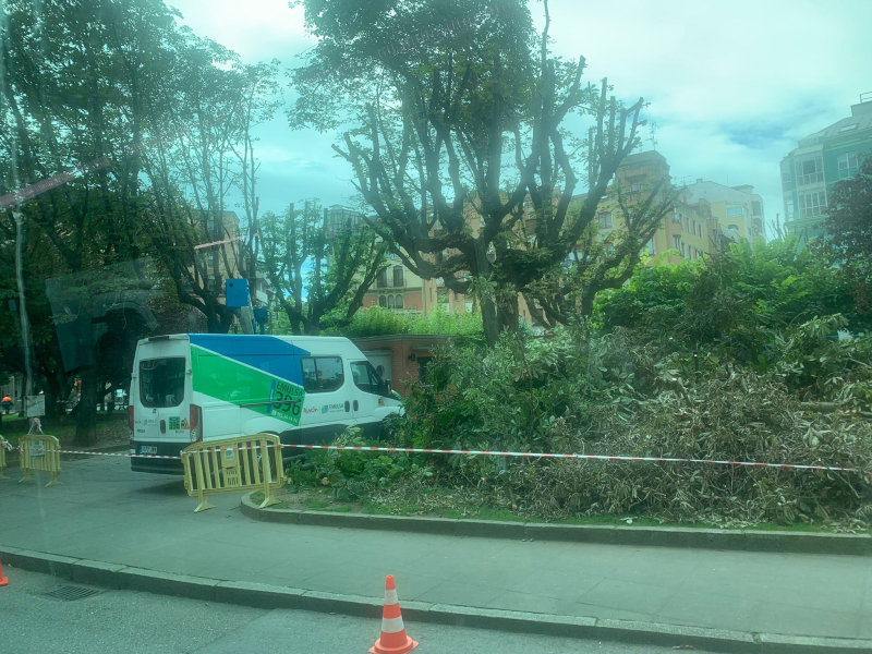 Operarios de EMULSA talan un árbol caído en la plazuela de San Miguel de Gijón