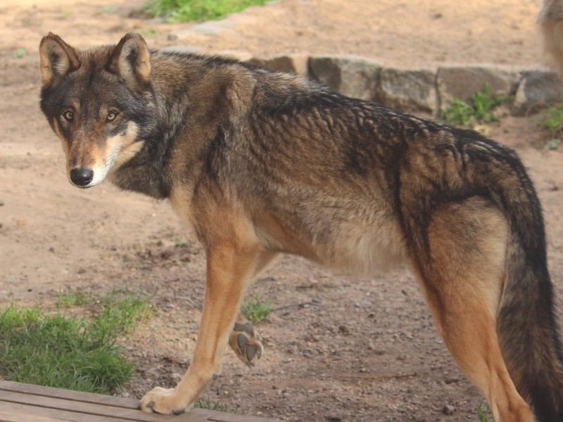 Imagen de un lobo