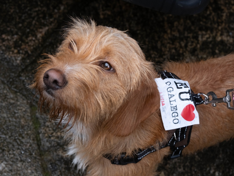 Un perro con una pegatina en su arnés durante una manifestación en defensa de la lengua gallega