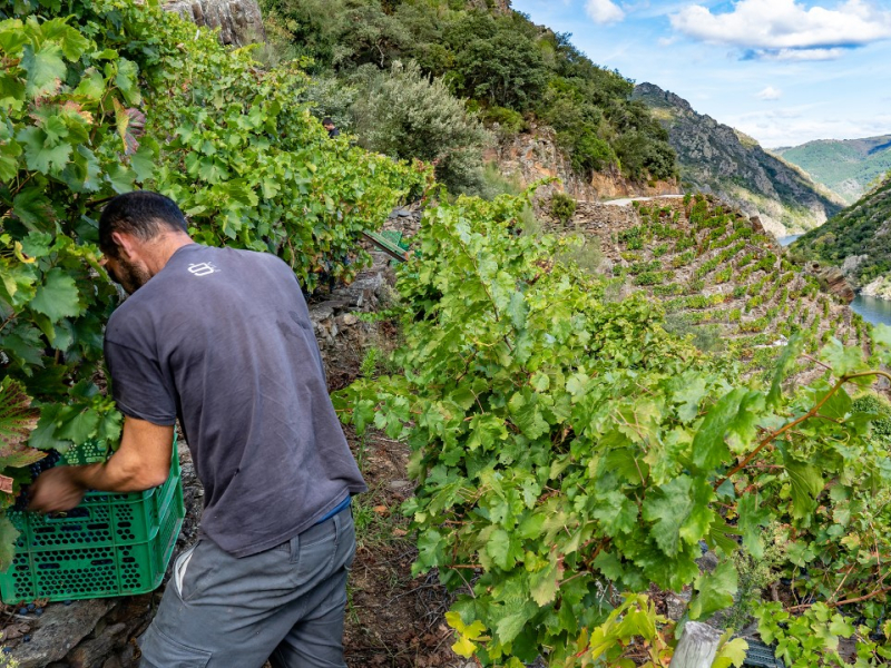 Vendimia en la Ribeira Sacra