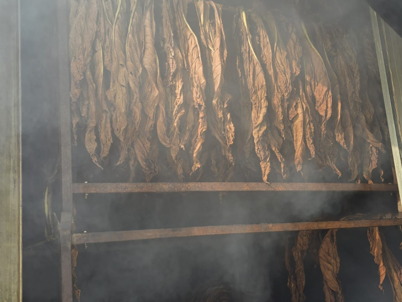 Proceso de secado del tabaco Kentucky