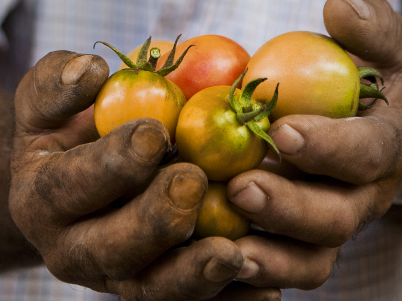 PRODUCTOS DE LA TIERRA