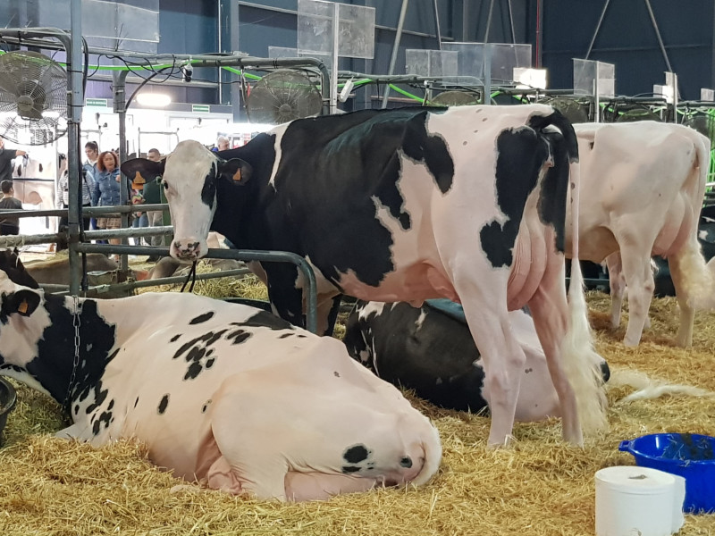 Una de las vacas que participa en AGROPEC 2024