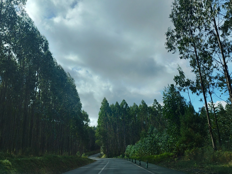 Carretera en Cesuras con eucaliptos y una senda peatonal