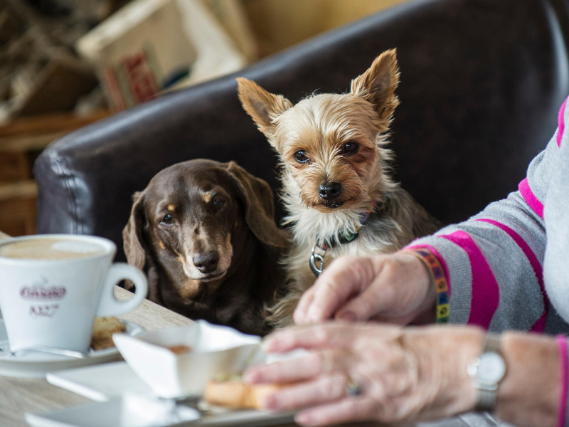 J2Y189 Two small dogs watching their owner eating  Intent Food Pets Watching carefully Concentrating Concentration Hungry Hopeful Hoping