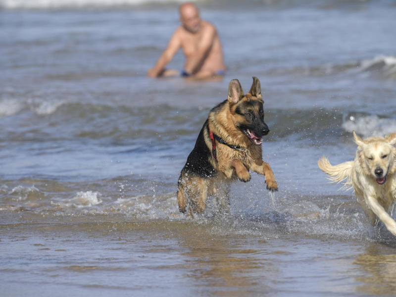 Dos perros juegan en el agua, en la playa de San Lorenzo de Gijón