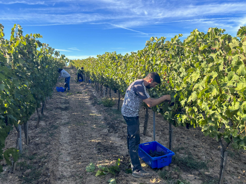 QUINTANA DEL PIDIO (BURGOS), 01/10/2024.- La Denominación de Origen Ribera del Duero se ha sumergido de lleno en la vendimia de 2024 en una campaña que, inicialmente, se aventuraba complicada ante la amenaza de precipitaciones y que, sin embargo, está discurriendo con normalidad hasta ahora. EFE/ Nieves López Vallejo